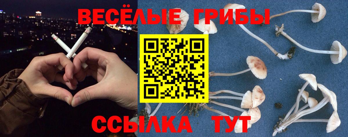 Псилоцибиновые грибы Psilocybe  Вход с VPN  Фролово 